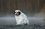 sitting Tibetan Terrier