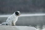 sitting Tibetan Terrier