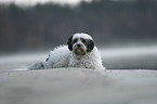 lying Tibetan Terrier