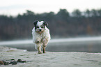 running Tibetan Terrier