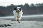 running Tibetan Terrier