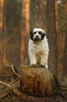 Tibetan Terrier