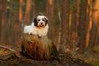 lying Tibetan Terrier
