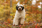 Tibetan Terrier