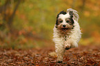 running Tibetan Terrier