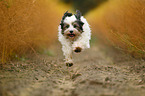 running Tibetan Terrier