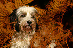 Tibetan Terrier Portrait