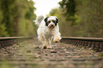 walking Tibetan Terrier
