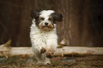 running Tibetan Terrier