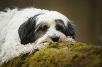 lying Tibetan Terrier