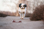 playing Tibetan Terrier