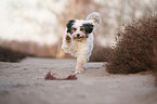 playing Tibetan Terrier