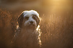 Tibetan Terrier portrait