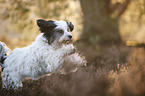 running Tibetan Terrier