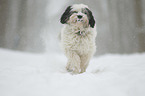 running Tibetan Terrier