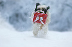 running Tibetan Terrier