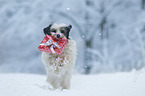 running Tibetan Terrier