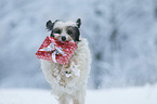 running Tibetan Terrier