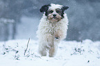 running Tibetan Terrier