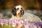 lying Tibetan Terrier