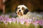 sleeping Tibetan Terrier