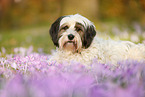 lying Tibetan Terrier