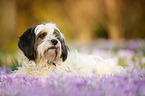 lying Tibetan Terrier