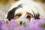 lying Tibetan Terrier