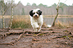 running Tibetan Terrier