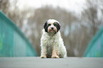 sitting Tibetan Terrier