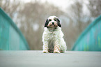 sitting Tibetan Terrier