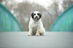 sitting Tibetan Terrier