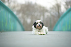 lying Tibetan Terrier