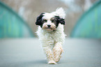 running Tibetan Terrier