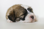sleeping Tibetan Terrier puppy