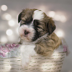 sleeping Tibetan Terrier puppy