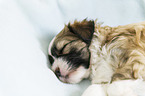 sleeping Tibetan Terrier puppy