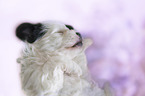 sleeping Tibetan Terrier puppy