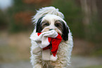 Tibetan Terrier Portrait