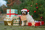 sitting Tibetan Terrier