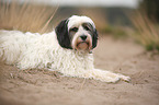 lying Tibetan Terrier