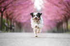 running Tibetan Terrier