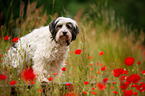 Tibetan Terrier