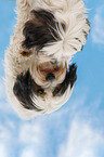 Tibetan Terrier with reflection