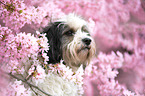 Tibetan Terrier Portrait