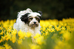 running Tibetan Terrier