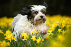 running Tibetan Terrier