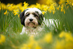 Tibetan Terrier Portrait