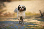 running Tibetan Terrier