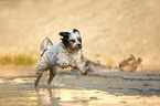 running Tibetan Terrier